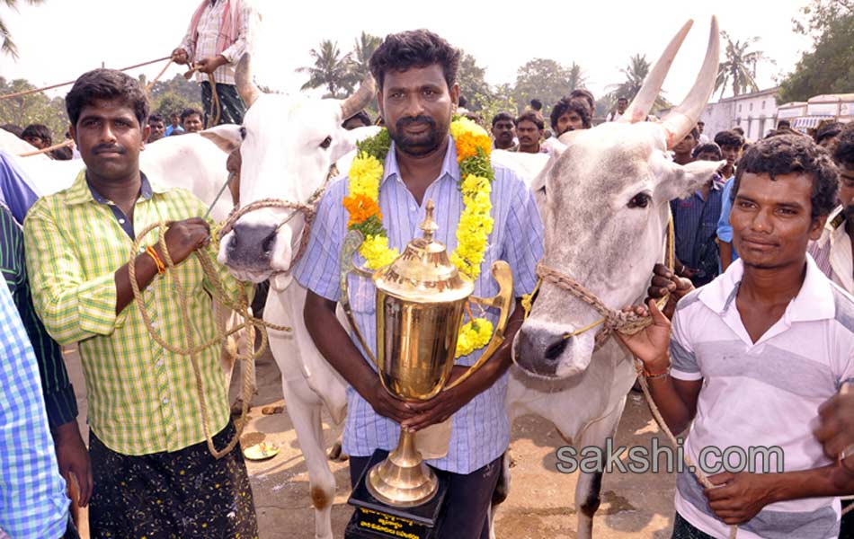 Bulls being competition at Kovur6