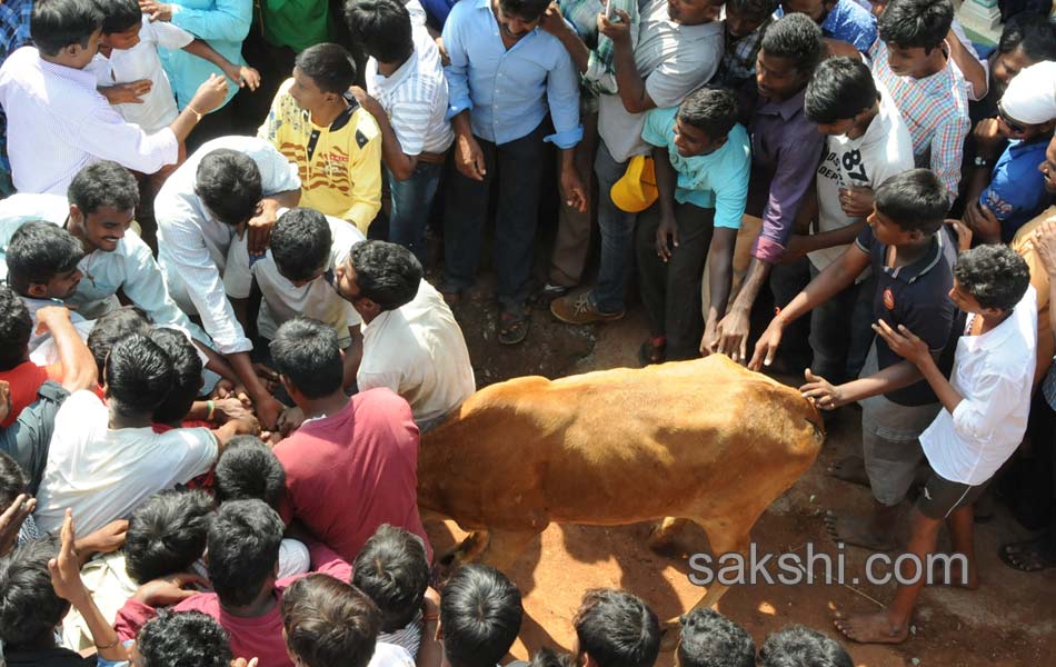 Jallikattu6