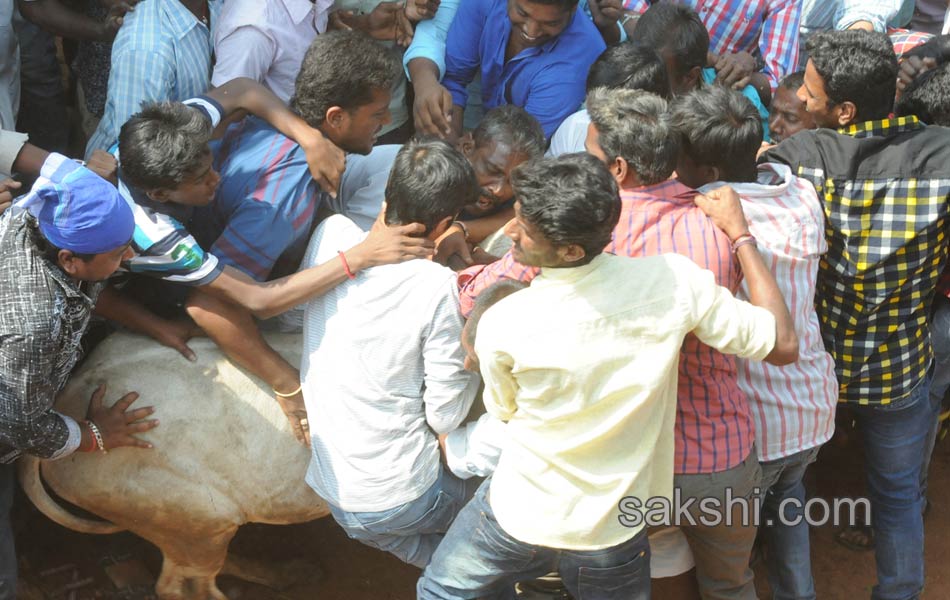 Jallikattu17