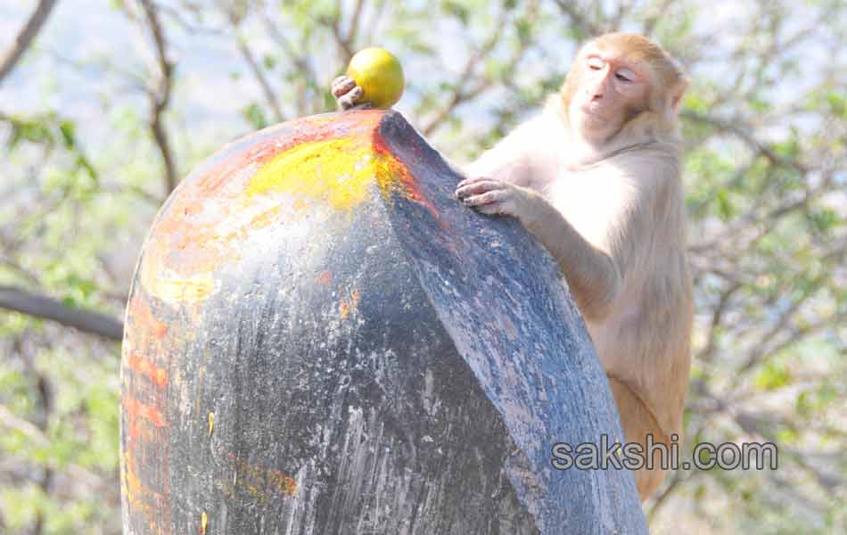 Mahashivratri Celebrations18