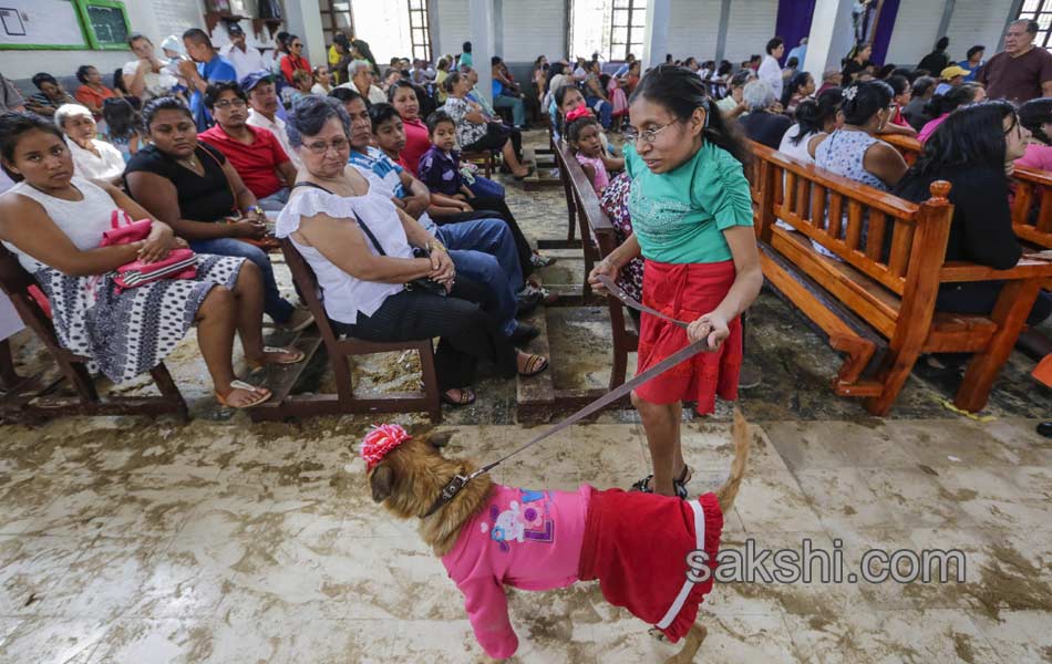 dog pulling a cart during the Saint Lazarus festival - Sakshi2