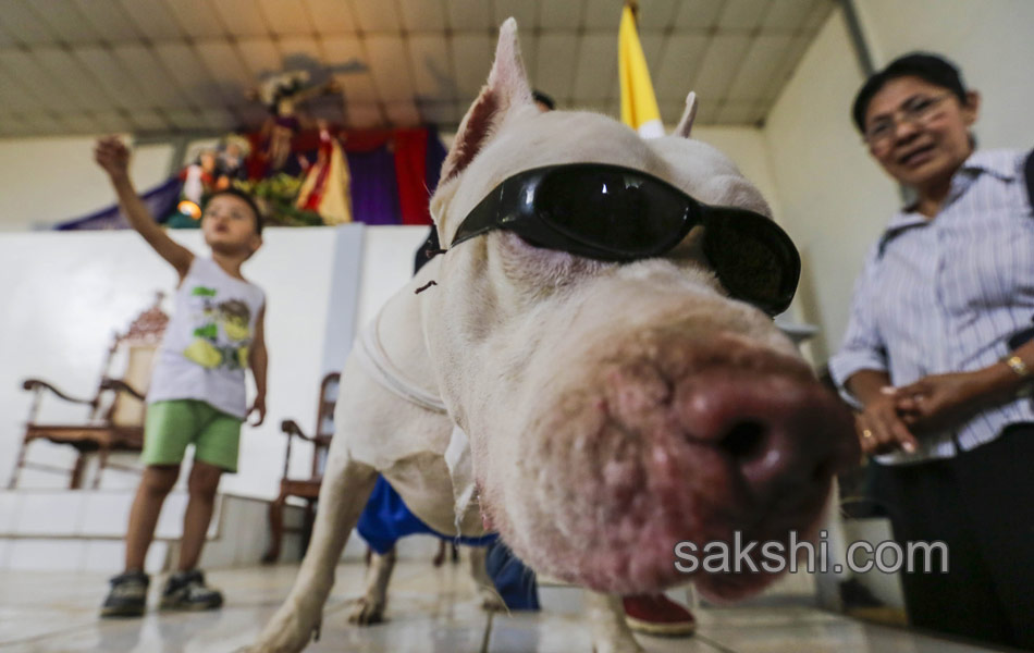 dog pulling a cart during the Saint Lazarus festival - Sakshi6