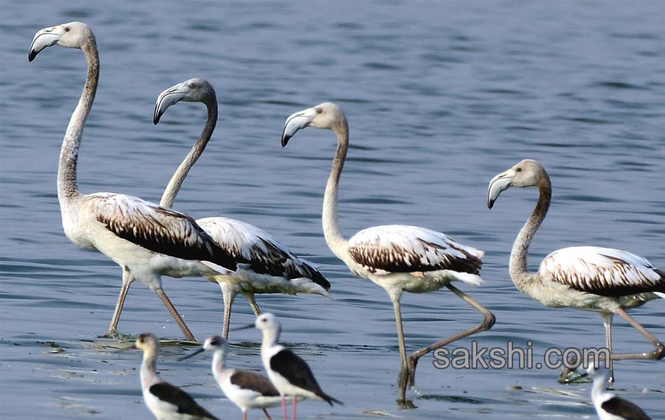 Foreign birds arrived in the city for foo15