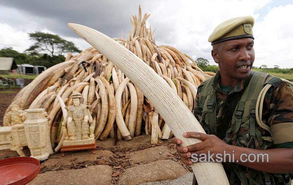 Kenya Burns Elephant Ivory Worth 105 Million to Defy Poachers14