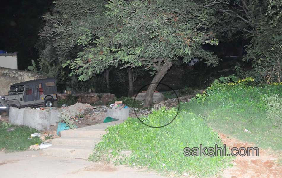 cheetah wandering in tirumala2