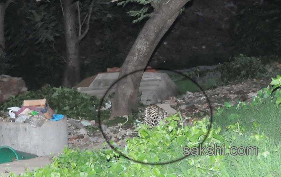 cheetah wandering in tirumala3