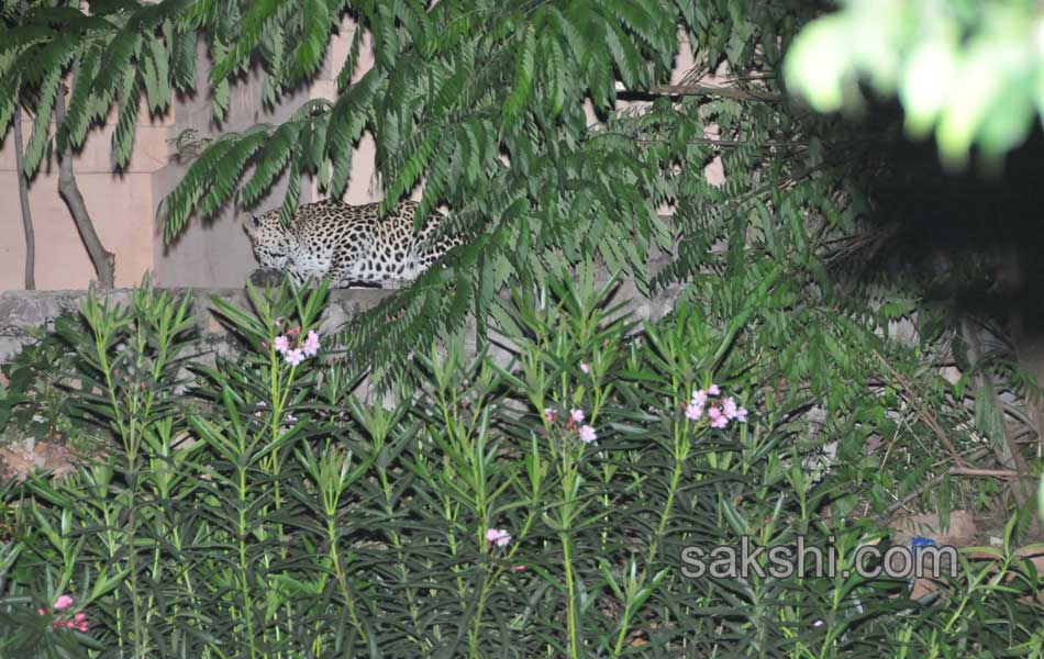 cheetah wandering in tirumala9