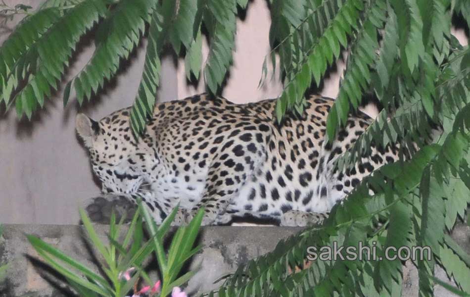 cheetah wandering in tirumala10