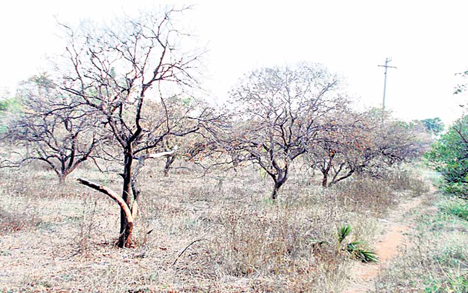 DROUGHT IN PRAKASAM1