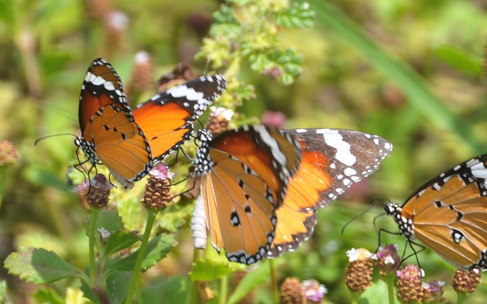 beautiful butterflies - Sakshi1