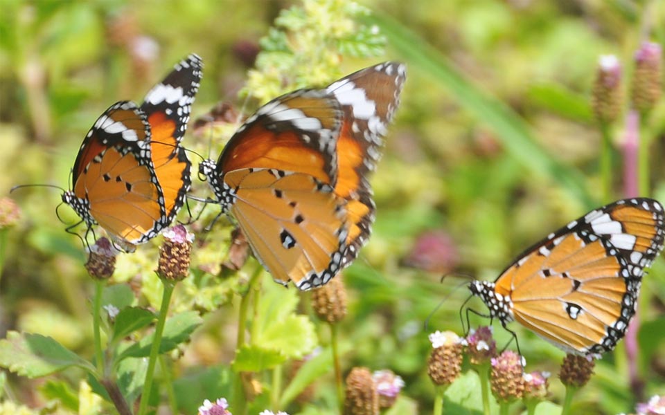 beautiful butterflies - Sakshi3