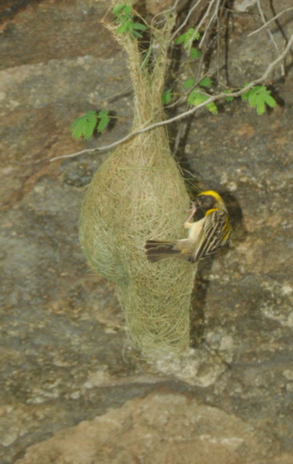 Grosbeak skills in nest construction2