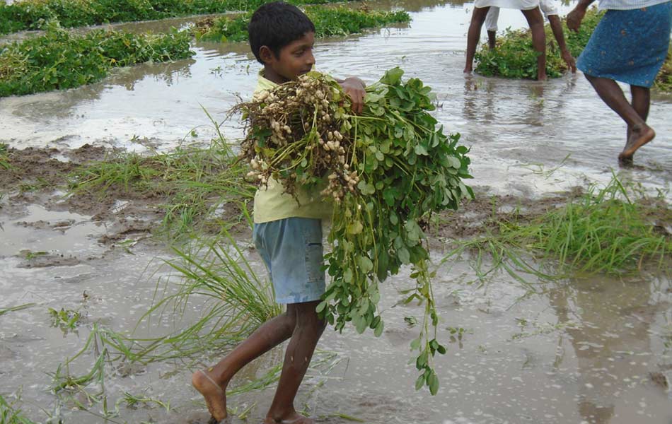 heavy rains swalloed fields - Sakshi3