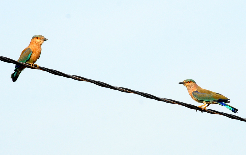 birds festival - Sakshi6