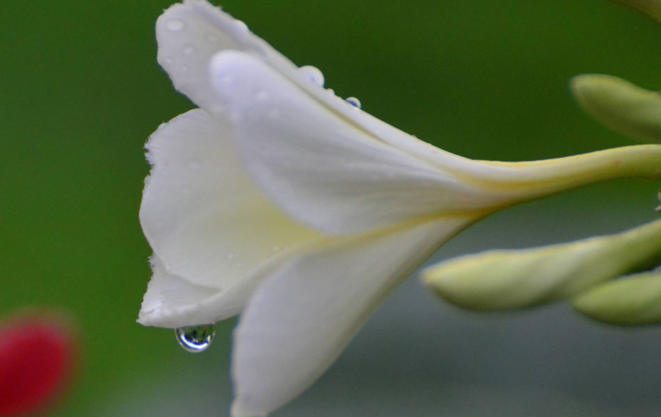 rain and flower3