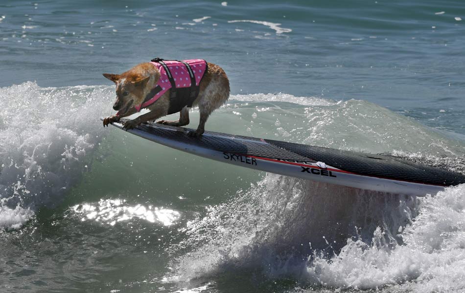 Surf Dog event - Sakshi1