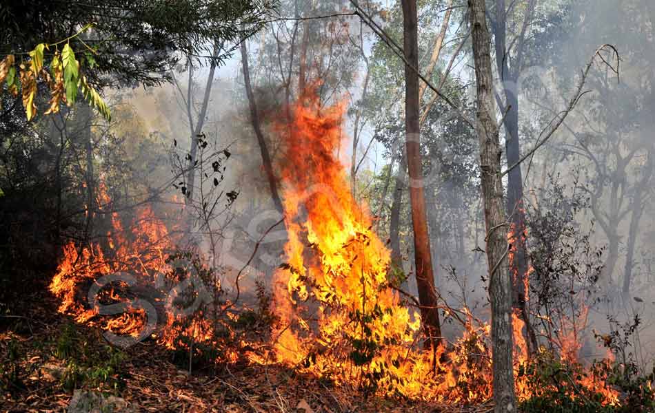 fire accident at tirumala seshachalam forest - Sakshi4