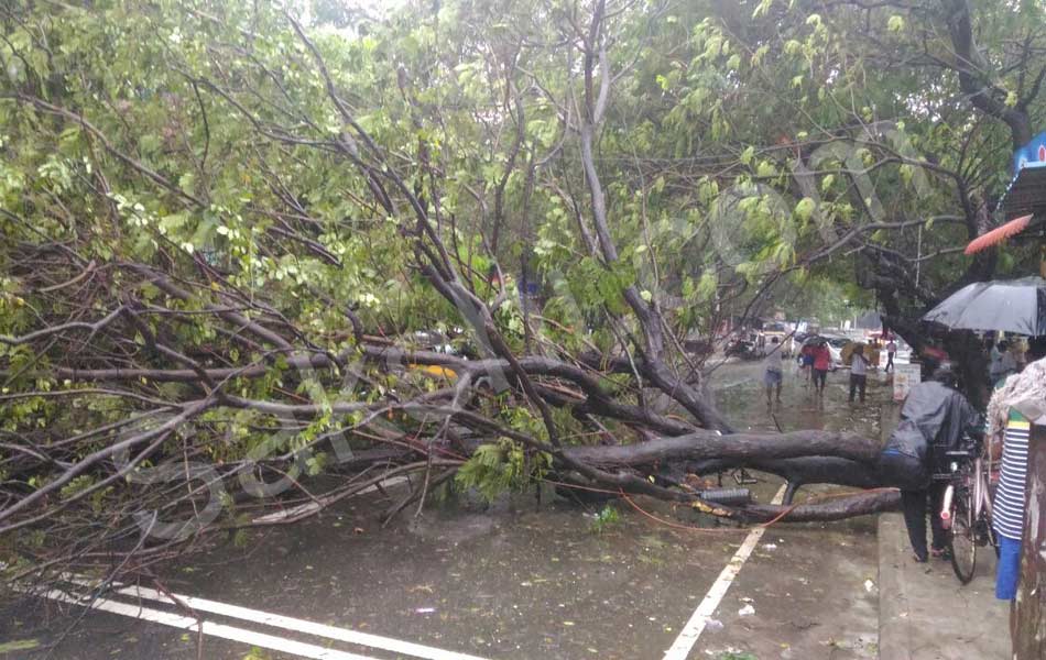 tamil nadu vardah cyclone9