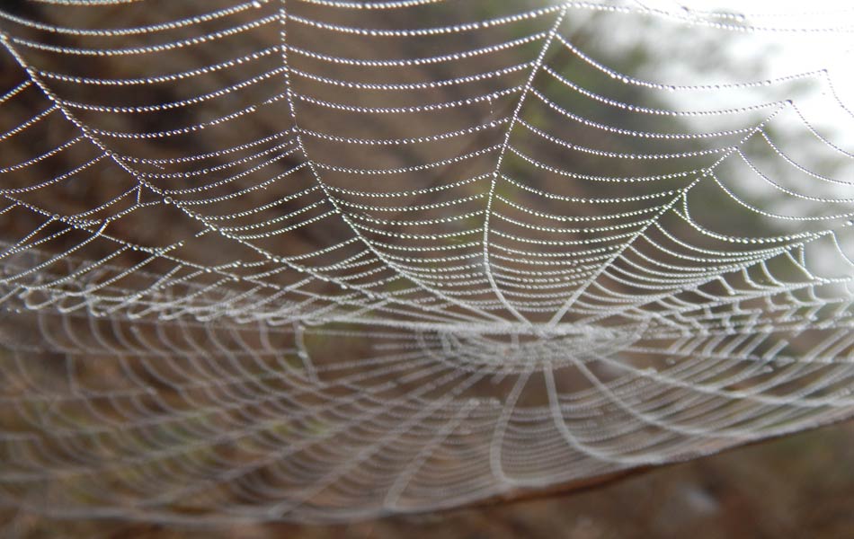 Pearl canopy1