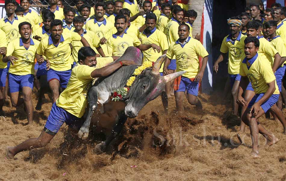 jallikattu in tamil nadu15