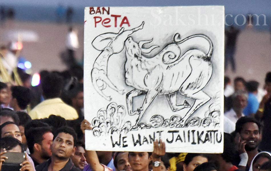 jallikattu in tamil nadu21