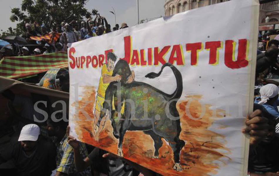 Jallikattu protest - Sakshi5