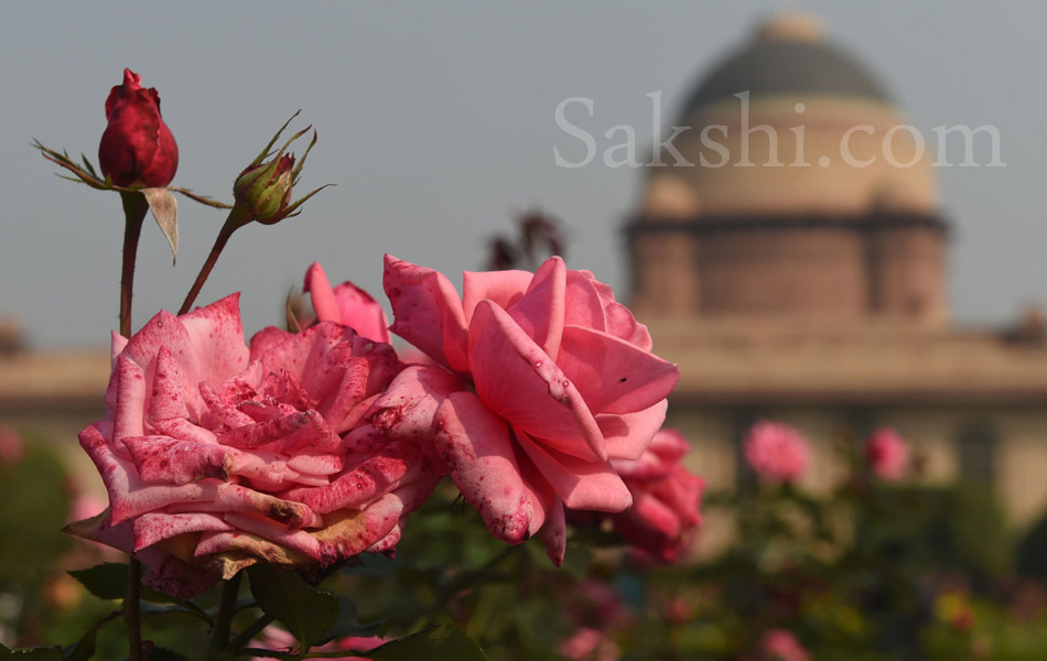 Mughal Gardens at Rashtrapati Bhavan4