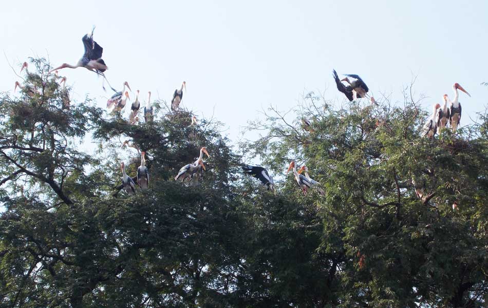 foreign birds in allagadda2