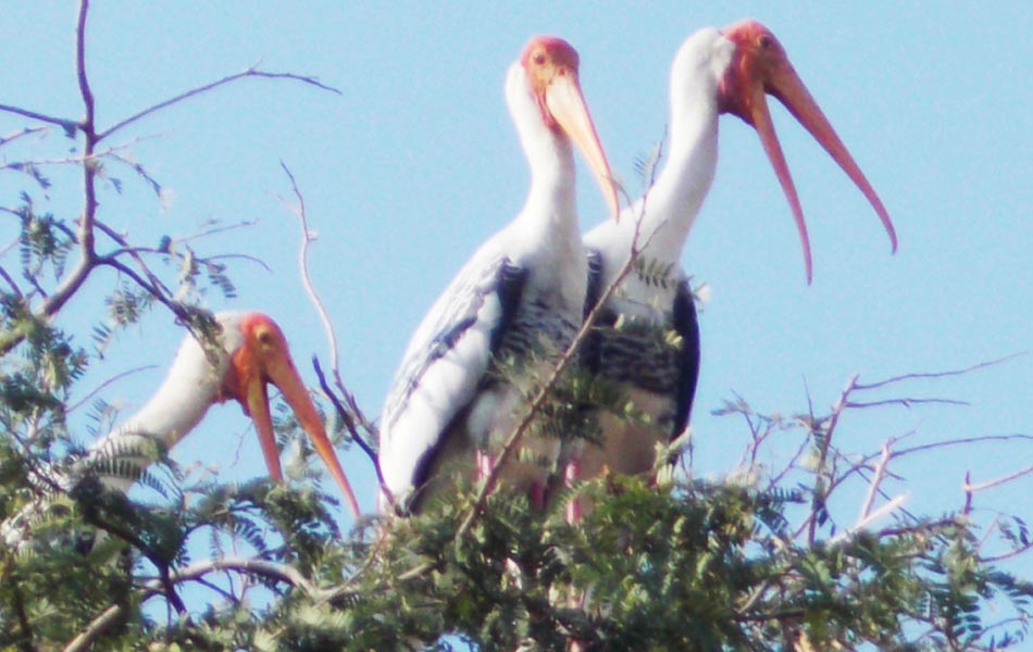 foreign birds in allagadda5