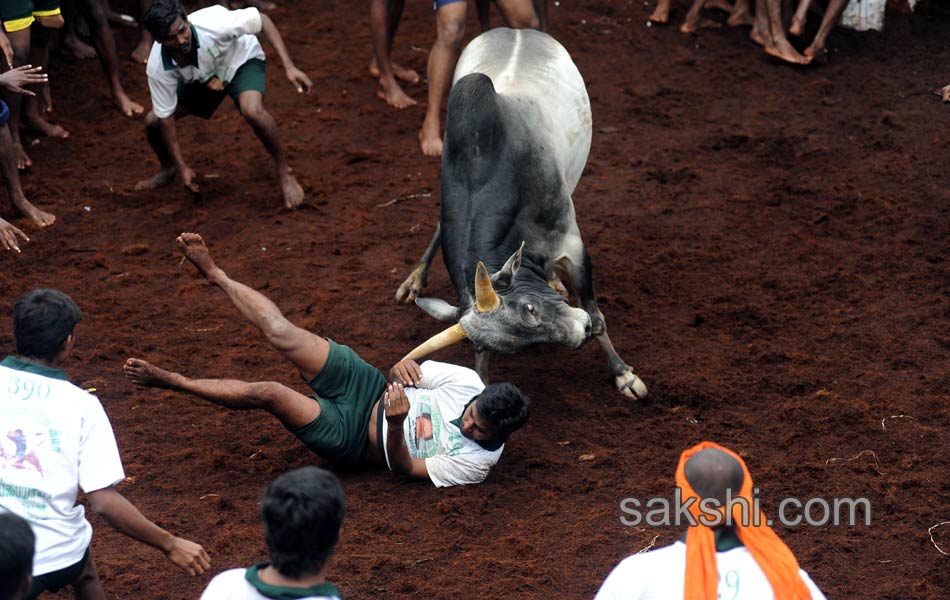 2014 Alanganallur Jallikattu - Sakshi1