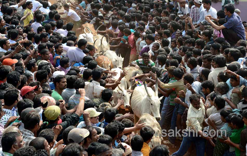 2014 Alanganallur Jallikattu - Sakshi29