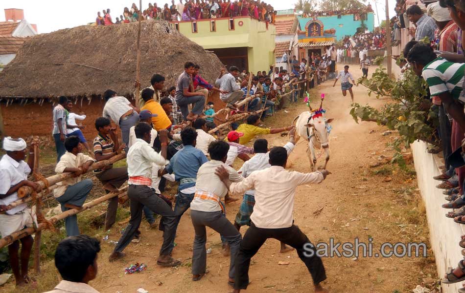 2014 Alanganallur Jallikattu - Sakshi60