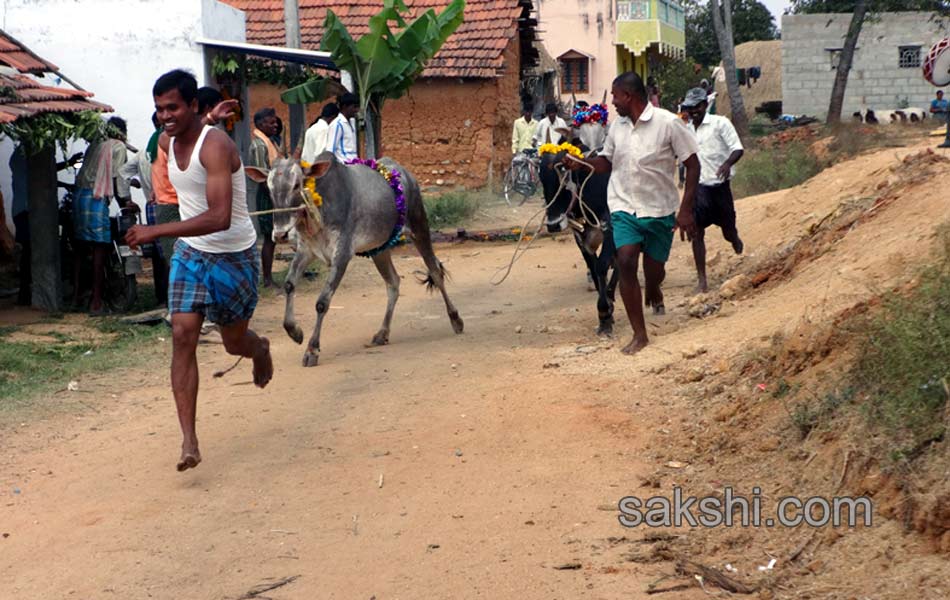 2014 Alanganallur Jallikattu - Sakshi61