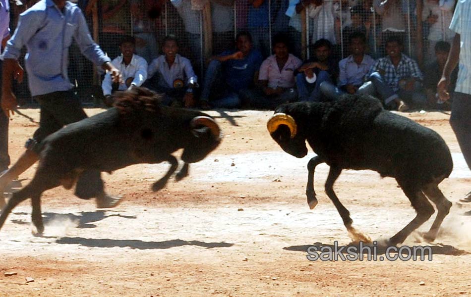 sheep fight in karnataka4