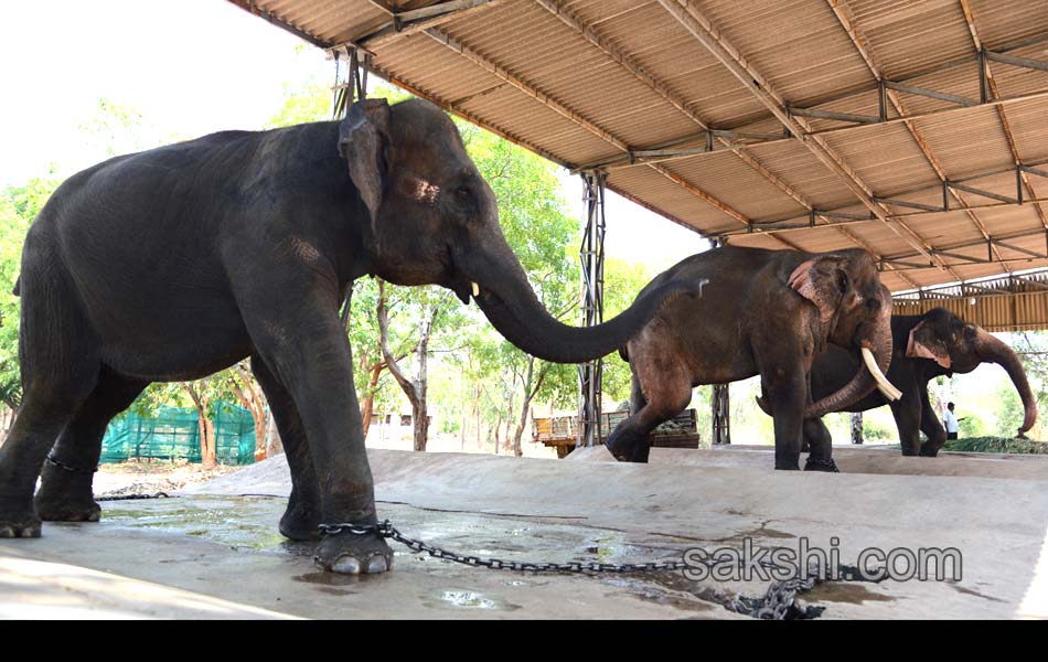 The park is the second largest zoo in Asia4