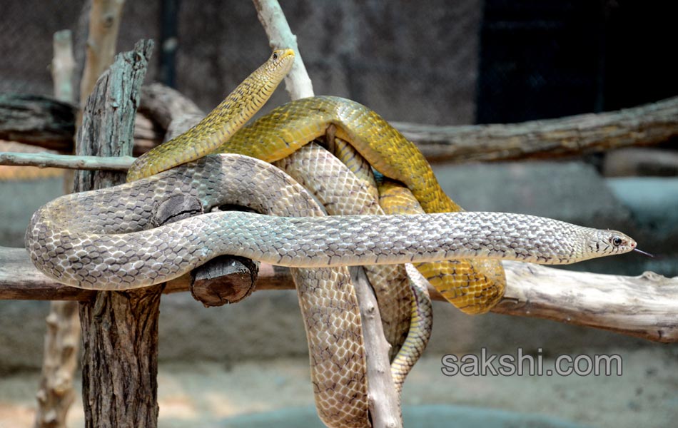 The park is the second largest zoo in Asia14