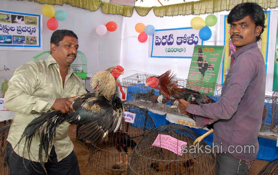 flamingo festival in Nellore district8