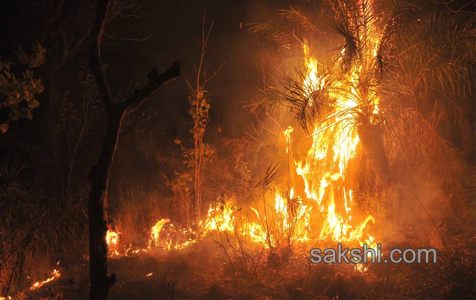 fire accidnet Tirumala Forest3