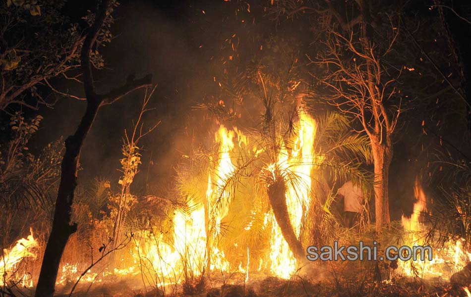 fire accidnet Tirumala Forest4