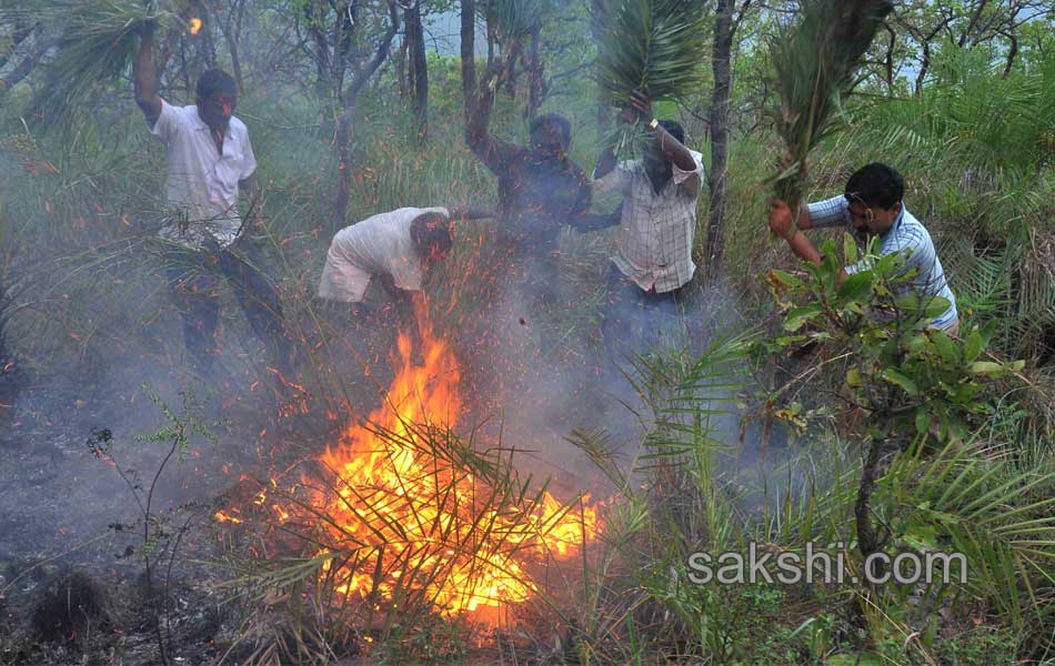 fire accidnet Tirumala Forest9