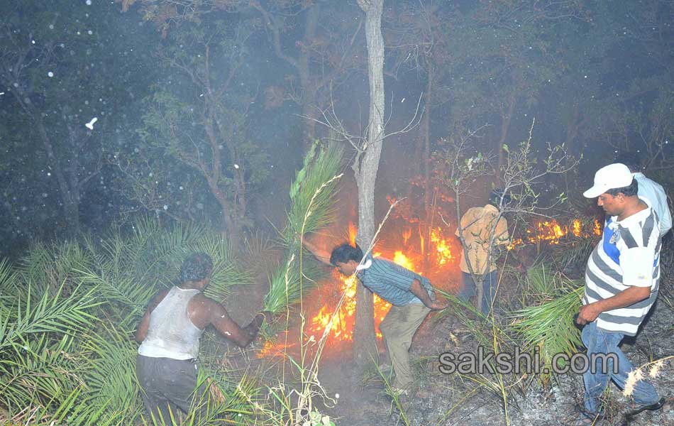 fire accidnet Tirumala Forest13