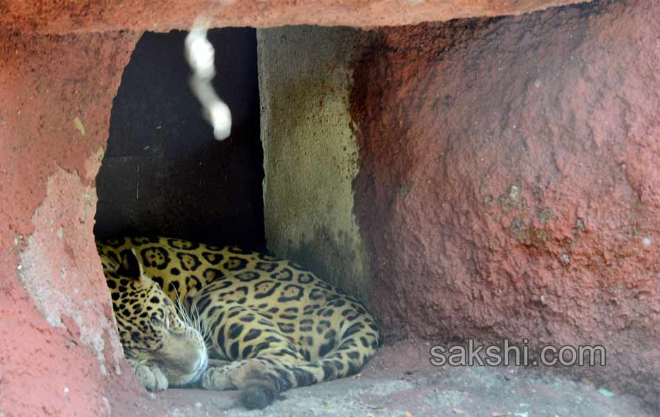 hot summer in hyderabad city19