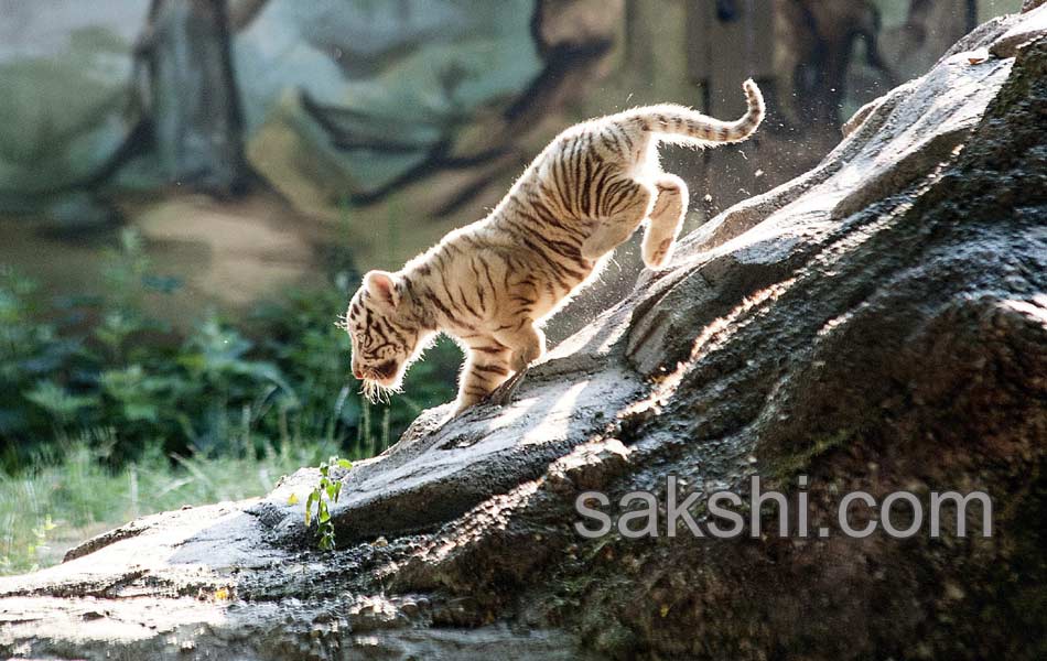 Hungary Tiger Cubs8