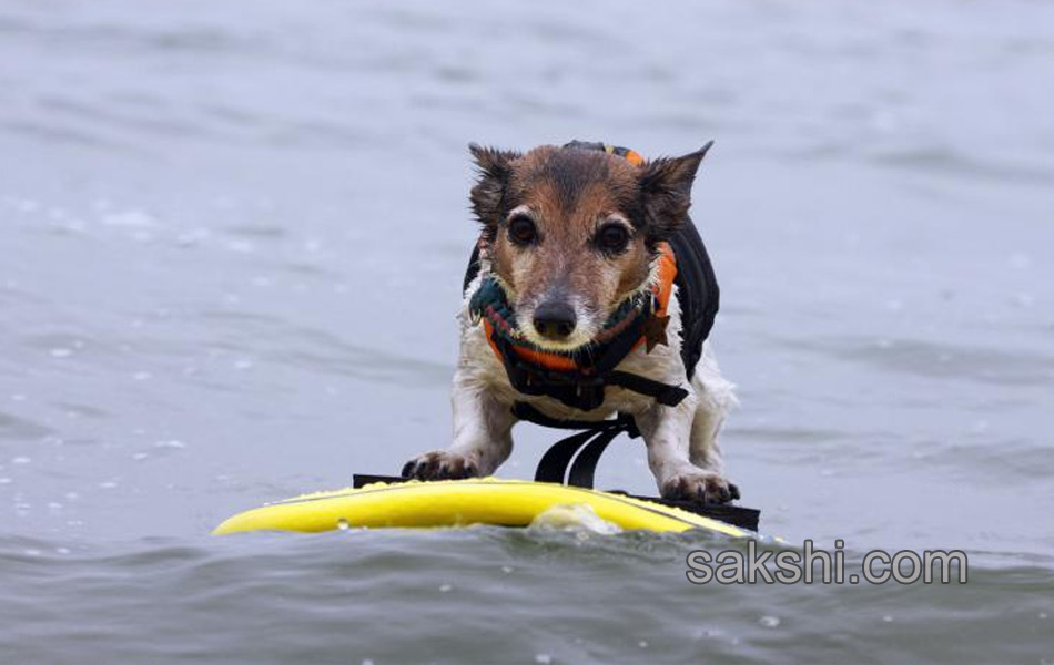 surfing bulldog - Sakshi1