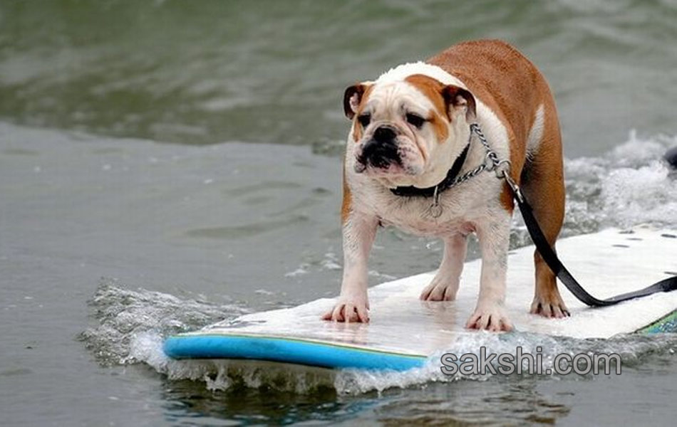 surfing bulldog - Sakshi2