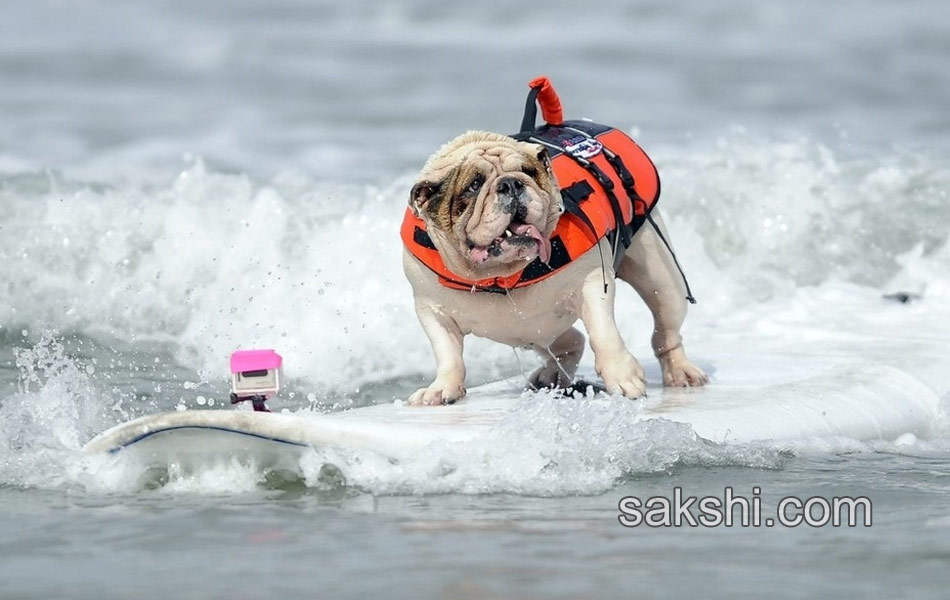 surfing bulldog - Sakshi4