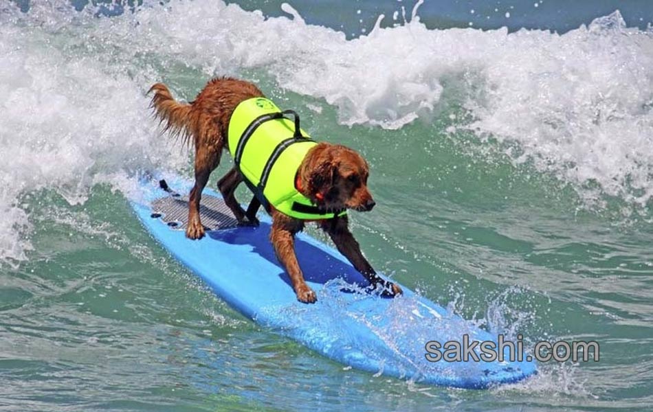 surfing bulldog - Sakshi7