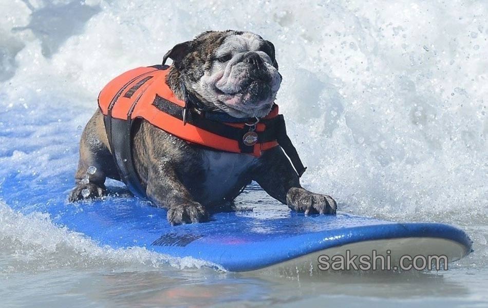 surfing bulldog - Sakshi8