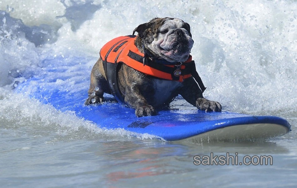 surfing bulldog - Sakshi9