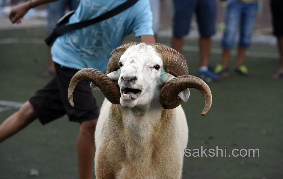 Eid al Adha festival - Sakshi10